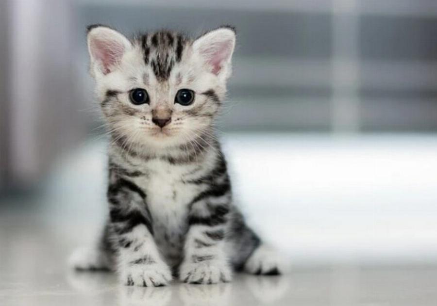 115+ ονόματα γατών από την ταινία Aristocats για αρσενικά και θηλυκά γατάκια