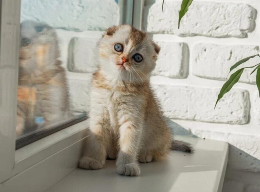 115+ ονόματα γατών από την ταινία Aristocats για αρσενικά και θηλυκά γατάκια