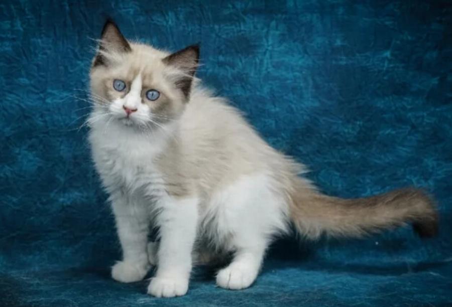 115+ ονόματα γατών από την ταινία Aristocats για αρσενικά και θηλυκά γατάκια