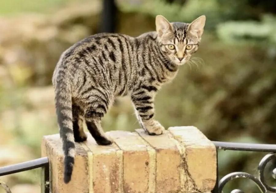 115+ ονόματα γατών από την ταινία Aristocats για αρσενικά και θηλυκά γατάκια