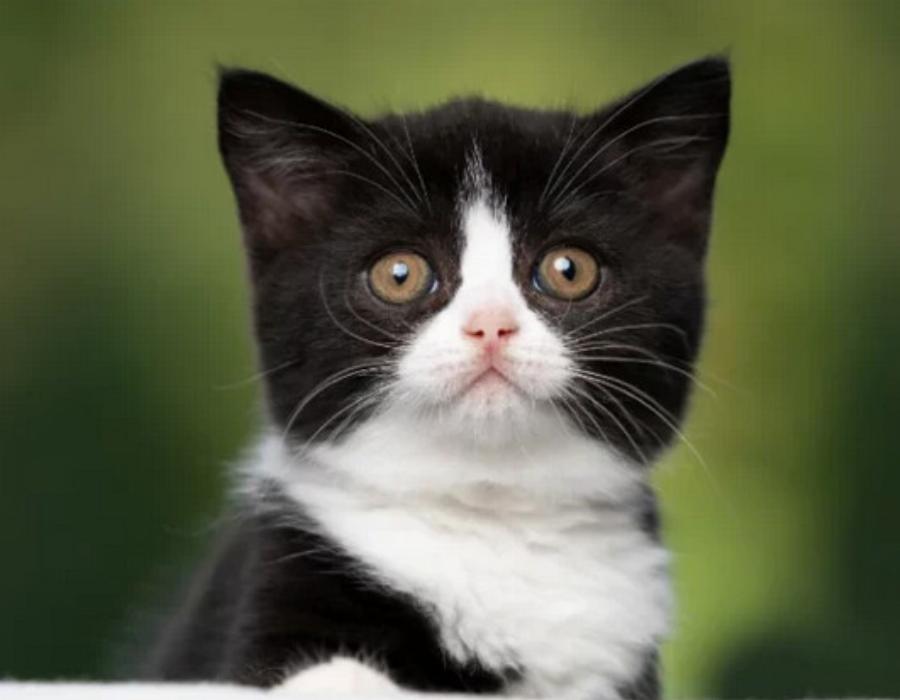 115+ ονόματα γατών από την ταινία Aristocats για αρσενικά και θηλυκά γατάκια