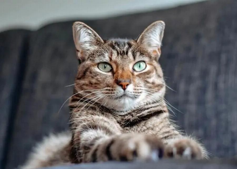 115+ ονόματα γατών από την ταινία Aristocats για αρσενικά και θηλυκά γατάκια