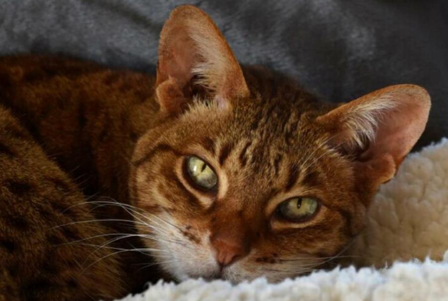 130+ ονόματα γάτας Ocicat: Οι κορυφαίες επιλογές μας για την αγαπημένη & παιχνιδιάρα γάτα σας