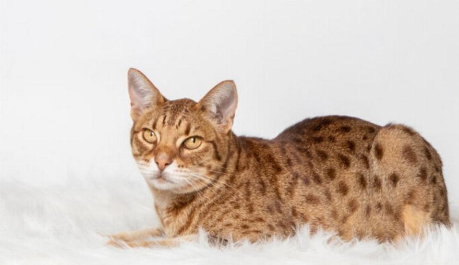 130+ ονόματα γάτας Ocicat: Οι κορυφαίες επιλογές μας για την αγαπημένη & παιχνιδιάρα γάτα σας