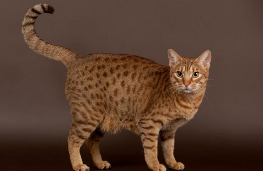130+ ονόματα γάτας Ocicat: Οι κορυφαίες επιλογές μας για την αγαπημένη & παιχνιδιάρα γάτα σας