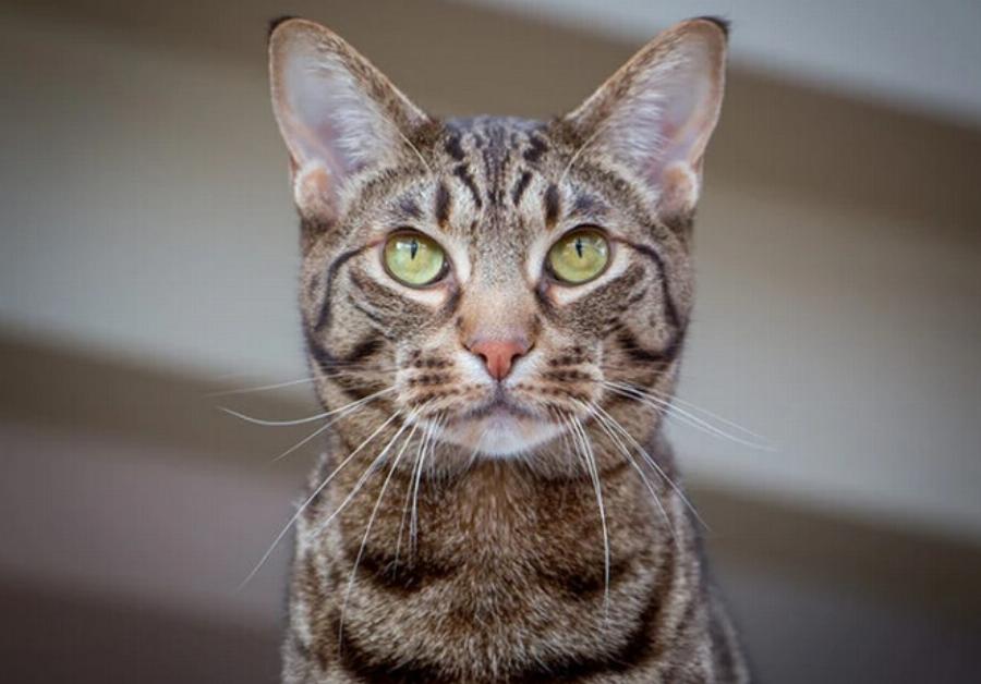 130+ ονόματα γάτας Ocicat: Οι κορυφαίες επιλογές μας για την αγαπημένη & παιχνιδιάρα γάτα σας