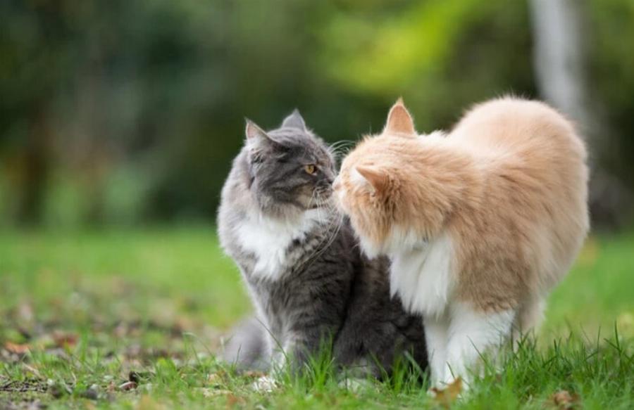 Υπάρχει αιμομιξία ανάμεσα στις γάτες; Κίνδυνοι & Συχνές ερωτήσεις