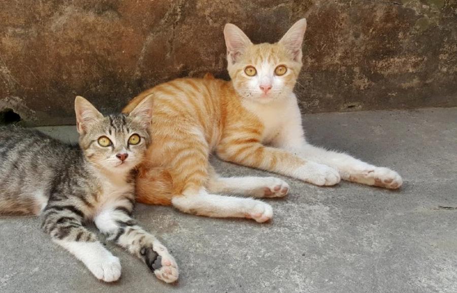 Υπάρχει αιμομιξία ανάμεσα στις γάτες; Κίνδυνοι & Συχνές ερωτήσεις
