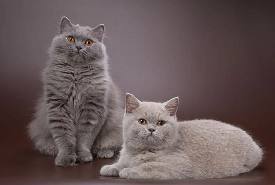 Υπάρχει αιμομιξία ανάμεσα στις γάτες; Κίνδυνοι & Συχνές ερωτήσεις