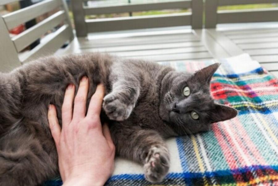 7 σημάδια δηλητηρίασης στις γάτες: Τι πρέπει να κάνετε- Κτηνίατρός μας εξηγεί