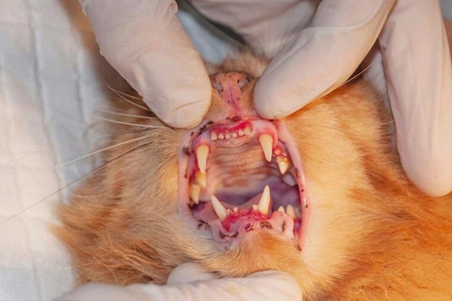 7 σημάδια δηλητηρίασης στις γάτες: Τι πρέπει να κάνετε- Κτηνίατρός μας εξηγεί