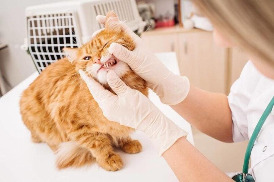 Μπορούν οι γάτες να φάνε σπόρους σησαμιού; Πιθανά οφέλη για την υγεία