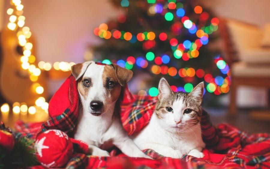 Χριστουγεννιάτικοι κίνδυνοι για τα κατοικίδια ζώα- Διατηρώντας το κατοικίδιό σας ασφαλές κατά την εορταστική περίοδο