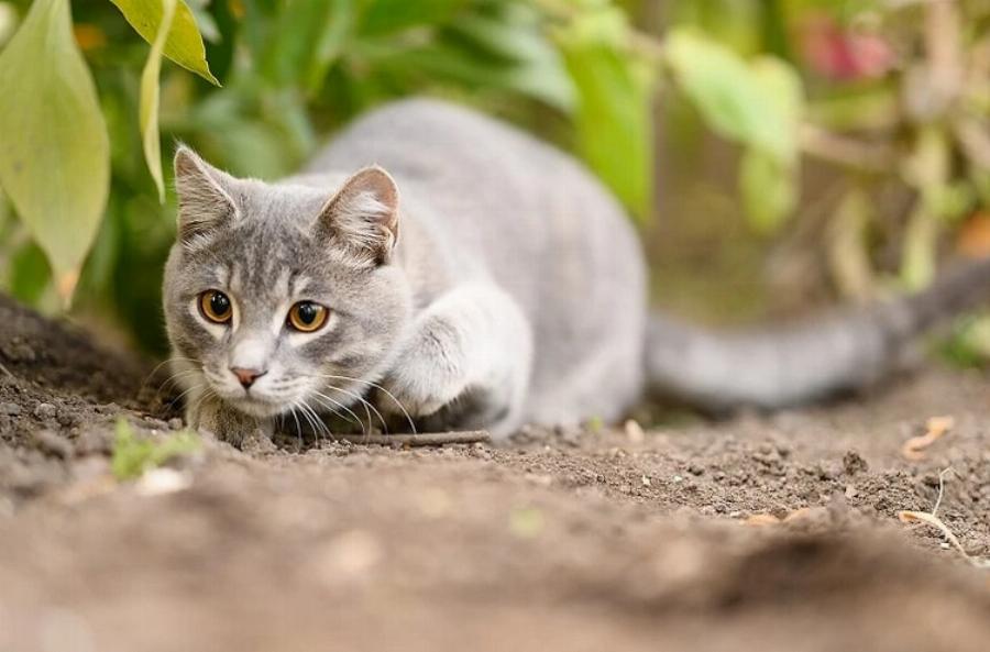Τρώνε οι γάτες βατράχια; Κίνδυνοι & Συχνές ερωτήσεις