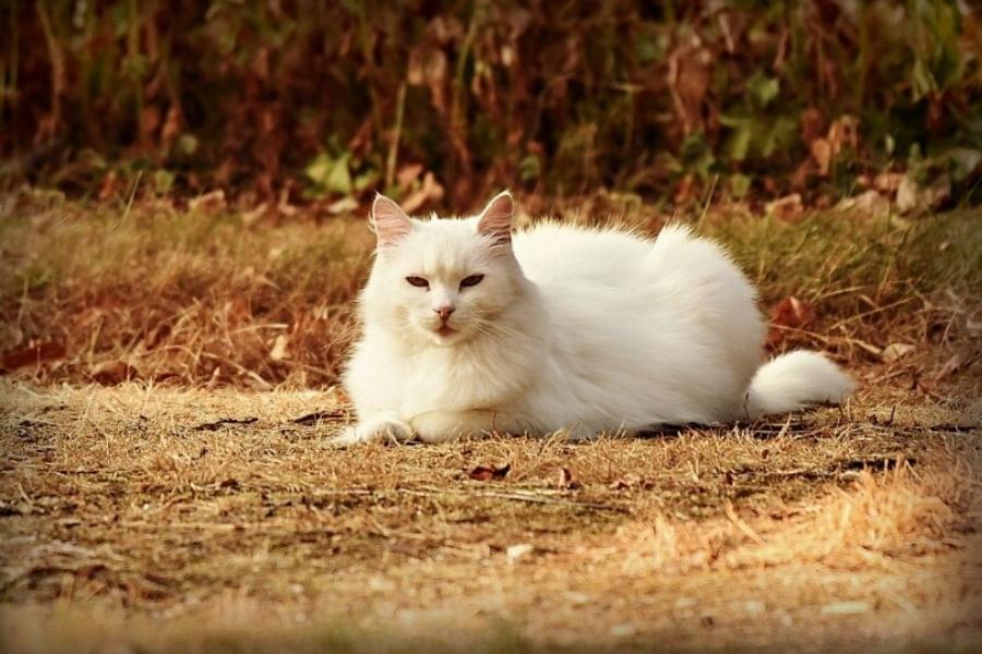 100+ ονόματα λευκών γατών: Πώς να ονομάσετε τη γάτα σας