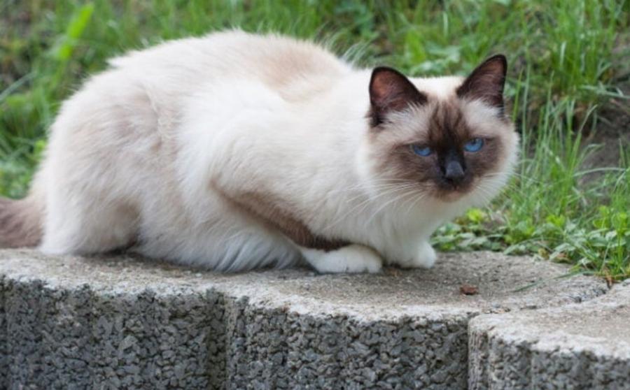 115+ Ονόματα γάτας Birman: Οι κορυφαίες επιλογές μας για το νέο σας γατάκι
