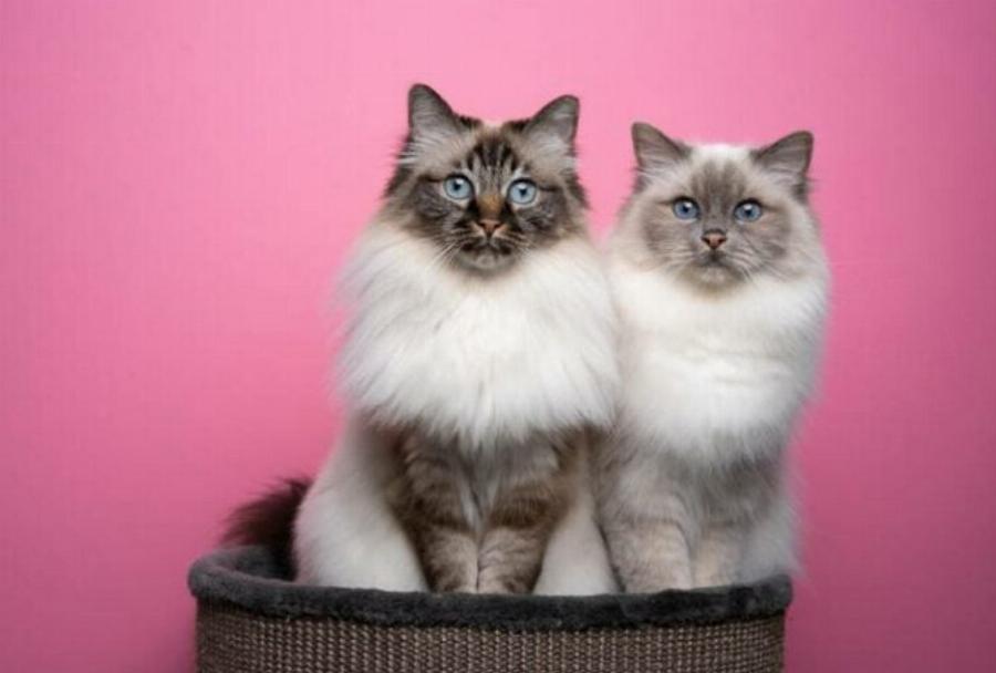 115+ Ονόματα γάτας Birman: Οι κορυφαίες επιλογές μας για το νέο σας γατάκι