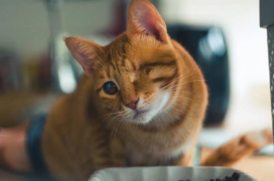 Αιφνίδια τύφλωση στις γάτες: 5 αιτίες σύμφωνα με κτηνίατρο