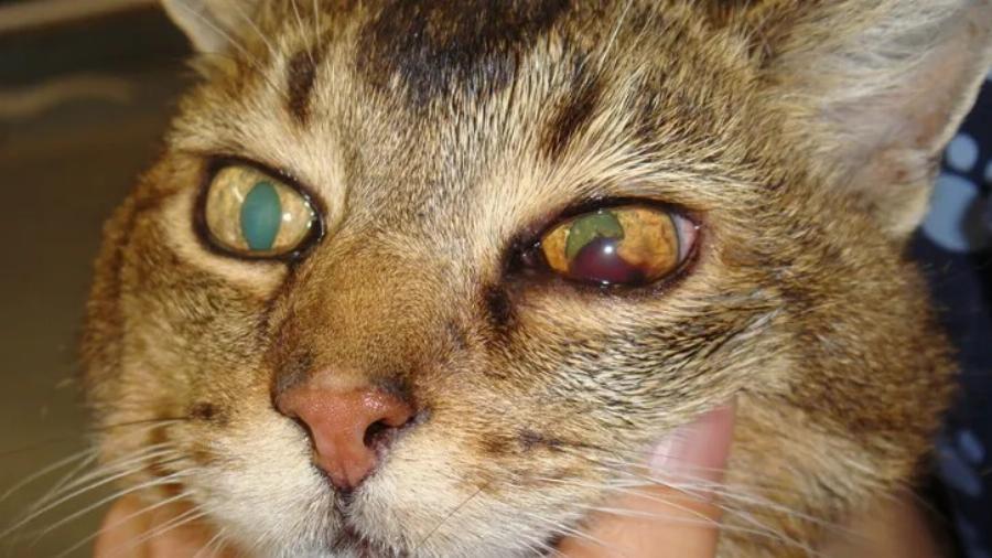 Αιφνίδια τύφλωση στις γάτες: 5 αιτίες σύμφωνα με κτηνίατρο