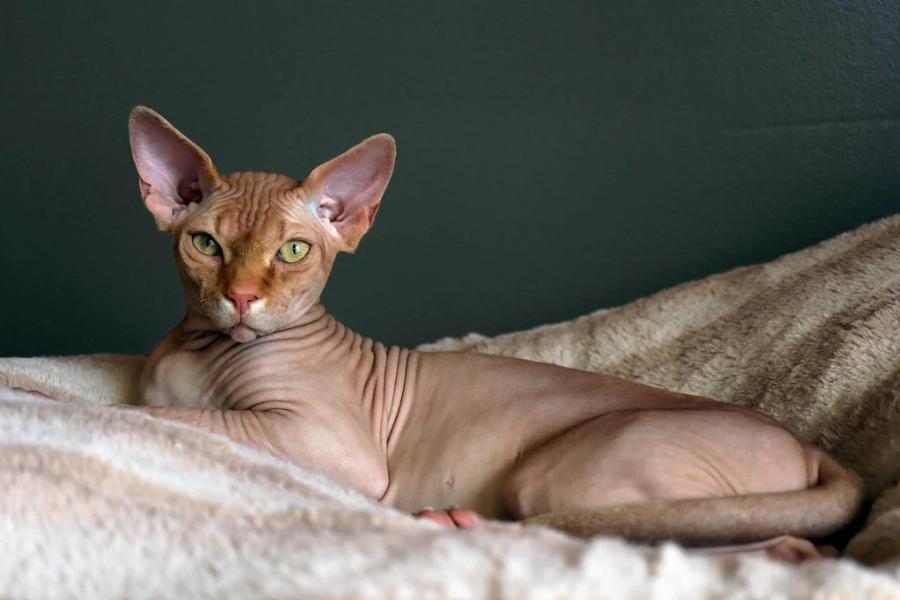 Οι γάτες Sphynx είναι διάσημες για την εμφάνισή τους και σίγουρα θα τις λατρέψετε