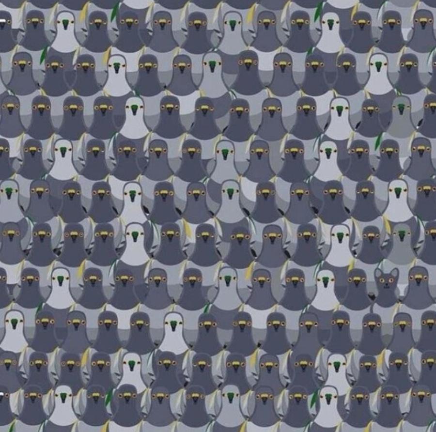 Χρειάζεται η γάτα μου ηλιακό φως για να παραμείνει υγιής; Η ενδιαφέρουσα απάντηση!