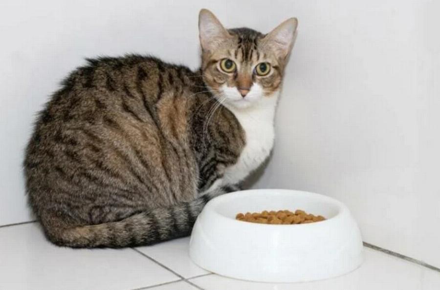 Η γάτα μου δεν τρώει πολύ, αλλά συμπεριφέρεται φυσιολογικά: 11 λόγοι σύμφωνα με κτηνίατρο