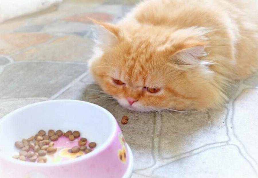 Η γάτα μου δεν τρώει πολύ, αλλά συμπεριφέρεται φυσιολογικά: 11 λόγοι σύμφωνα με κτηνίατρο