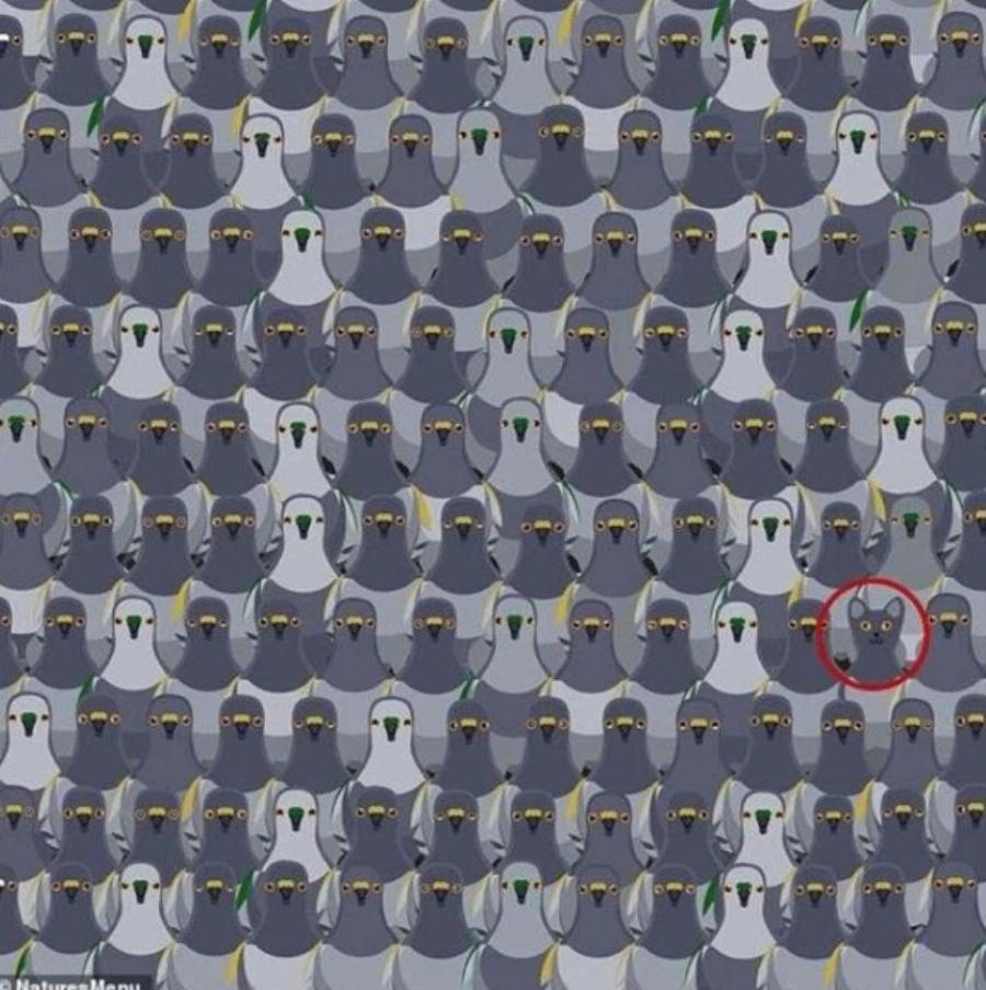 Χρειάζεται η γάτα μου ηλιακό φως για να παραμείνει υγιής; Η ενδιαφέρουσα απάντηση!