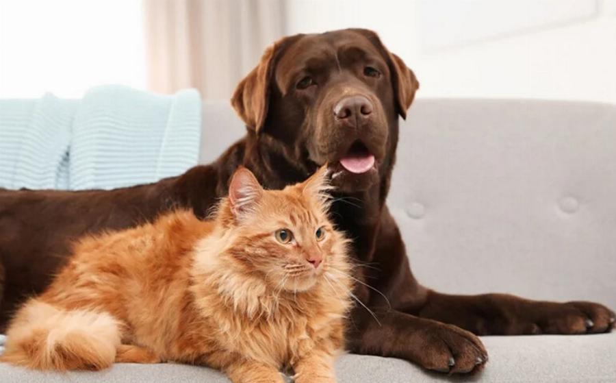 Γιατί οι γάτες γλείφουν τα σκυλιά; Αυτοί είναι οι 5 πιθανοί λόγοι