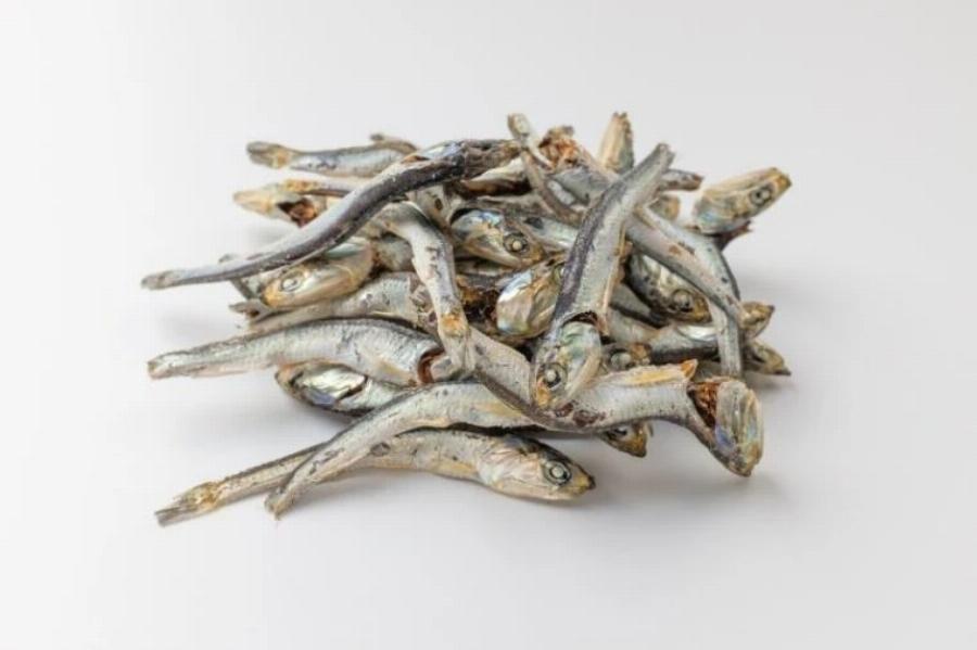 Μπορούν οι γάτες να φάνε αντζούγιες; Πληροφορίες & Συχνές Ερωτήσεις που έχουν αξιολογηθεί από κτηνίατρο