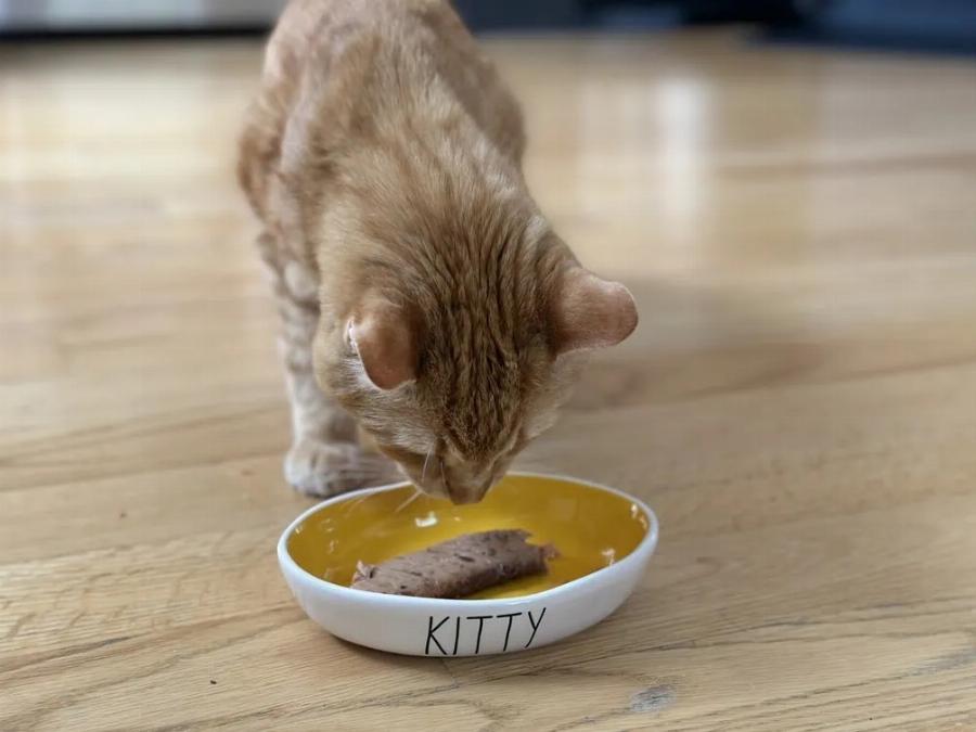 Μπορούν οι γάτες να φάνε αντζούγιες; Πληροφορίες & Συχνές Ερωτήσεις που έχουν αξιολογηθεί από κτηνίατρο