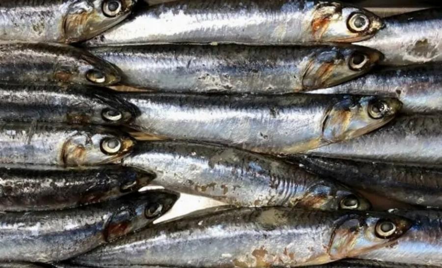 Μπορούν οι γάτες να φάνε αντζούγιες; Πληροφορίες & Συχνές Ερωτήσεις που έχουν αξιολογηθεί από κτηνίατρο