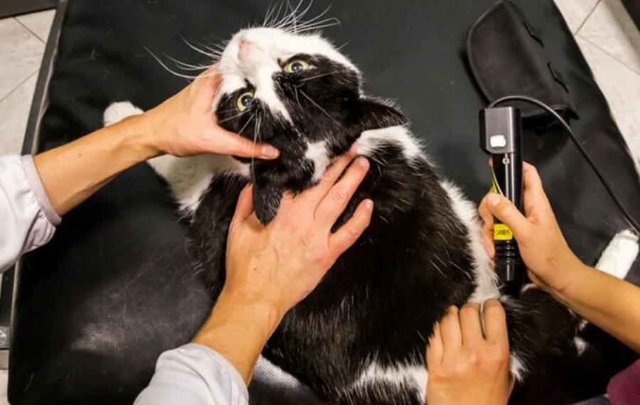 Θεραπεία με λέιζερ για γάτες: Σκοπός & Πώς λειτουργεί