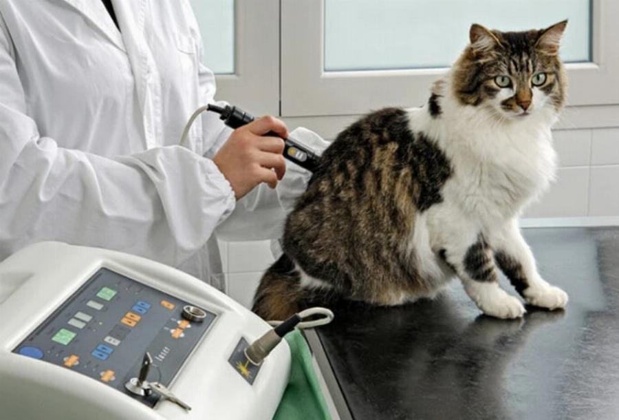 Θεραπεία με λέιζερ για γάτες: Σκοπός & Πώς λειτουργεί