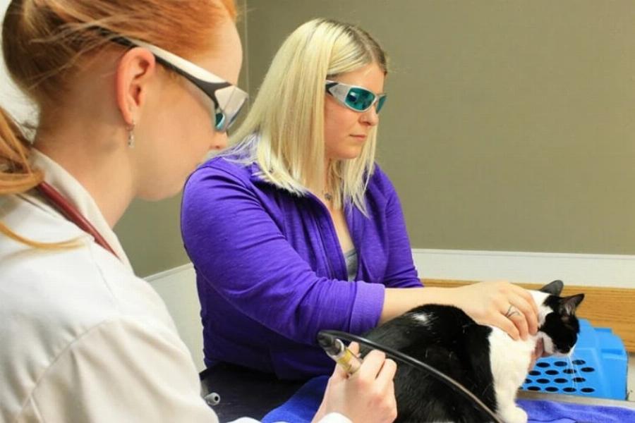 Θεραπεία με λέιζερ για γάτες: Σκοπός & Πώς λειτουργεί