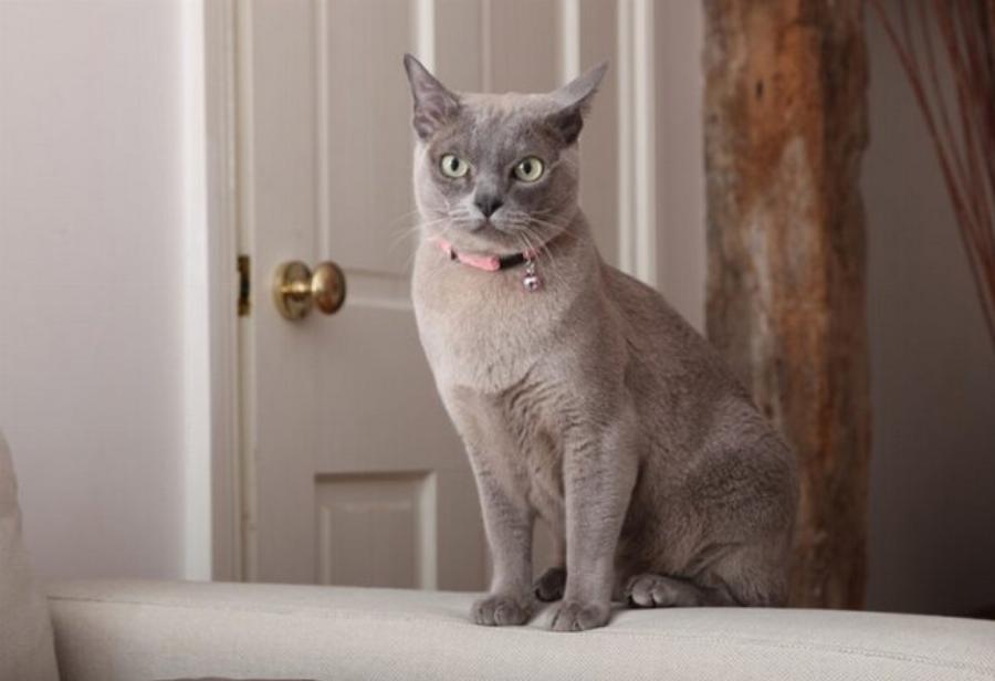 Πόσο μεγάλες γίνονται οι γάτες Αβησσυνίας; Διάγραμμα Μέσου Βάρους & Ανάπτυξης από κτηνιάτρους