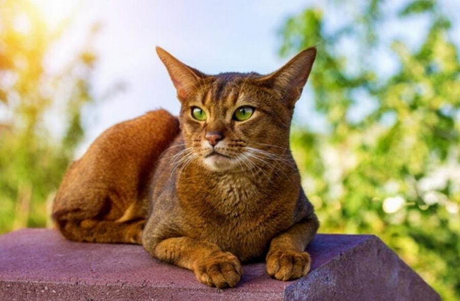 Πόσο μεγάλες γίνονται οι γάτες Αβησσυνίας; Διάγραμμα Μέσου Βάρους & Ανάπτυξης από κτηνιάτρους