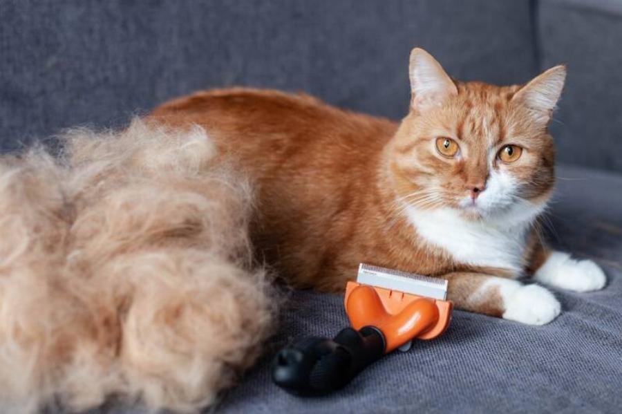 Γιατί η γάτα σας μαδάει τόσο πολύ ξαφνικά; 7 πιθανοί λόγοι