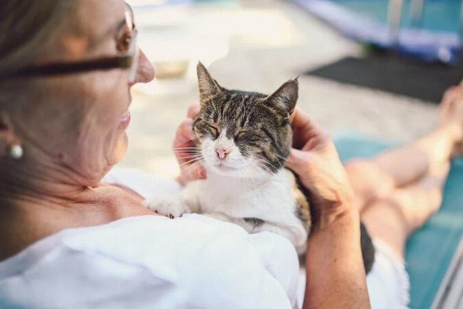 Γιατί οι γάτες γλείφουν όταν χαϊδεύετε την πλάτη τους; 4 λόγοι & Συχνές ερωτήσεις