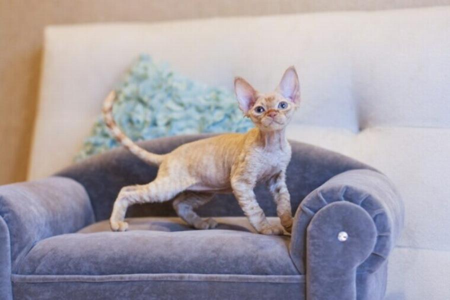 Είναι οι γάτες Oriental Shorthair υποαλλεργικές; Τι μας λέει η επιστήμη