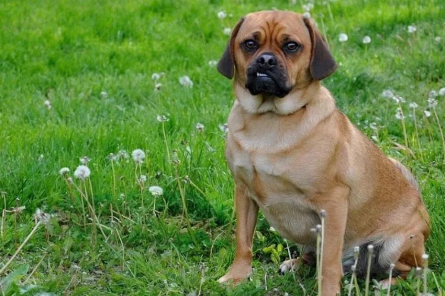 Τα πάνε καλά τα Puggles καλά με τις γάτες; Πληροφορίες & Συχνές ερωτήσεις