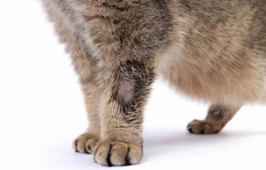 Μυκητιασική λοίμωξη στις γάτες: Αιτίες, Πρόληψη & Σημάδια