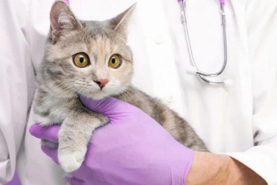 Μυκητιασική λοίμωξη στις γάτες: Αιτίες, Πρόληψη & Σημάδια