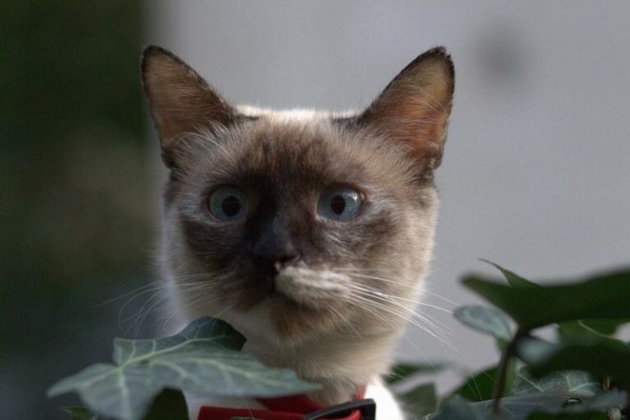 Πόσο καιρό ζουν οι γάτες Βιρμανίας; Μέση διάρκεια ζωής, πληροφορίες & φροντίδα