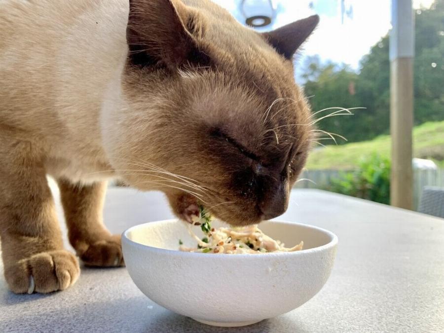Oνόματα για γάτες εμπνευσμένα από φαγητά: Ιδέες για ζωηρά & γλυκά αιλουροειδή