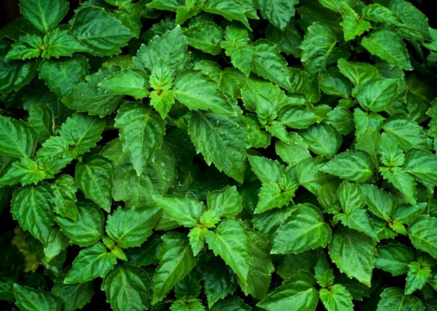 Είναι το πατσουλί ασφαλές για τις γάτες; Εγκεκριμένα από κτηνίατρο στοιχεία & Συχνές ερωτήσεις