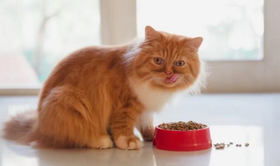 Αλλεργία στο κοτόπουλο στις γάτες: Αιτίες & Συμβουλές φροντίδας