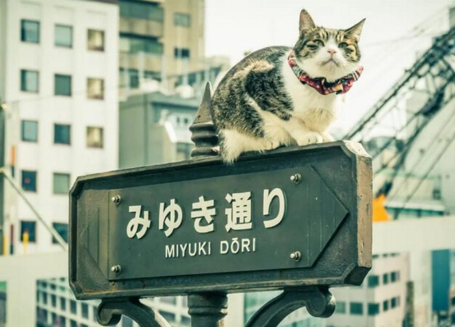 Γιατί οι γάτες είναι πιο δημοφιλείς από τους σκύλους στην Ιαπωνία; –  Πολιτιστικά στοιχεία της χώρας