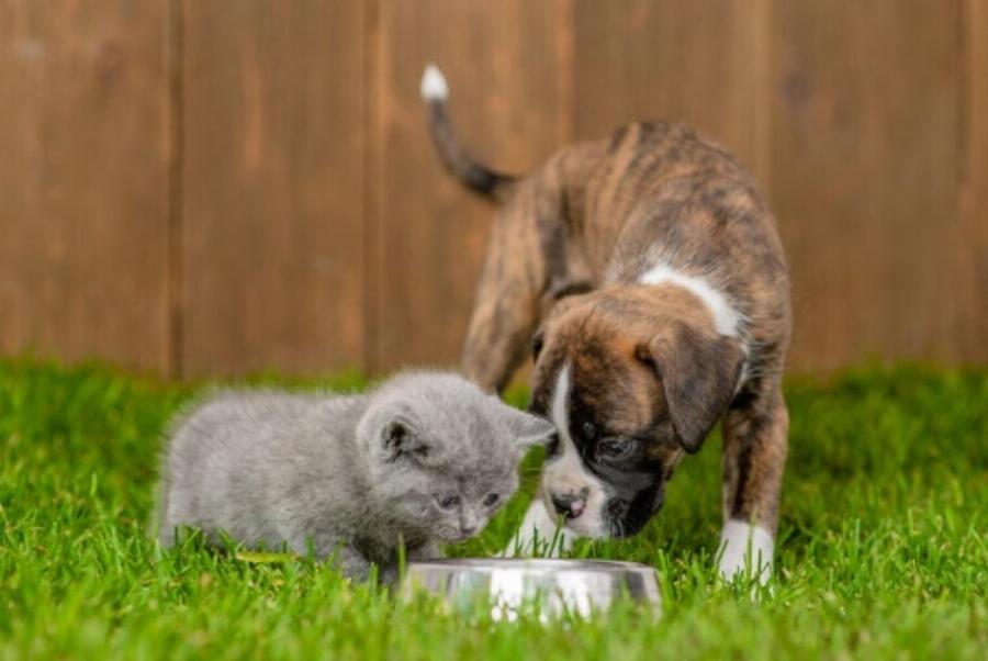 Μπορούν οι γάτες και οι σκύλοι να επικοινωνούν μεταξύ τους; Η επιστήμη αποκαλύπτει