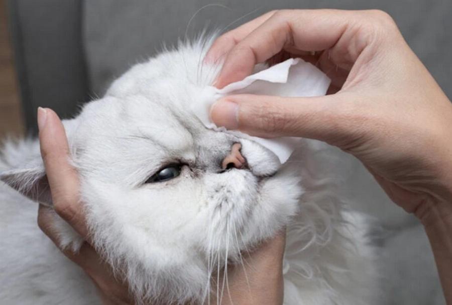 Υγεία γάτας: Πως να διατηρήστε τη γάτα σας σε υγιές βάρος – Χρήσιμος οδηγός